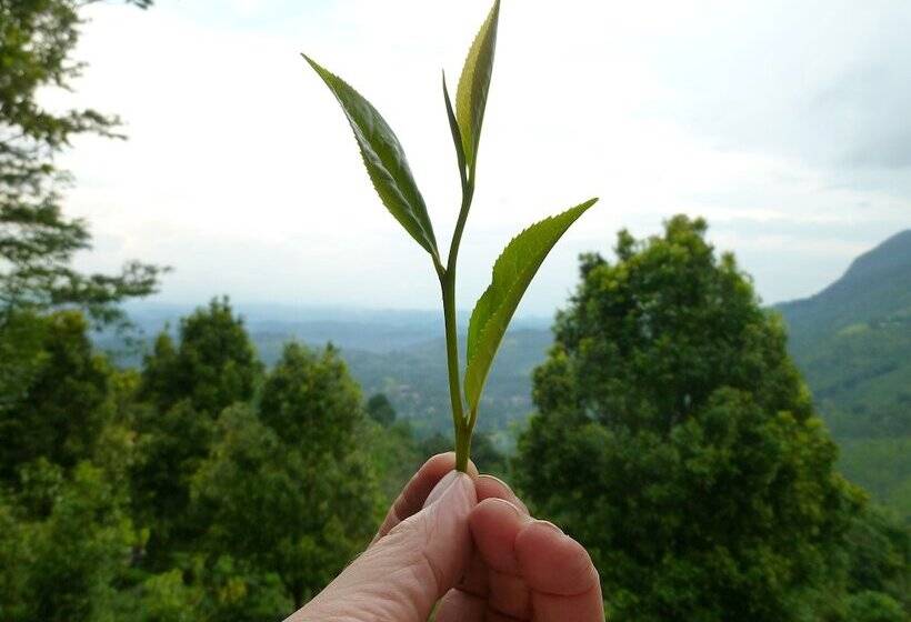 فندق Kurulu Estate