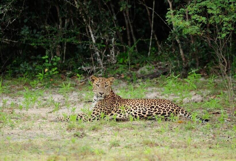 בית מלון כפרי The Backwaters Lodge