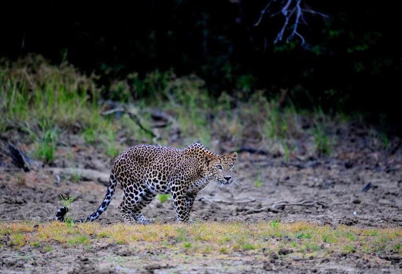 בית מלון כפרי The Backwaters Lodge