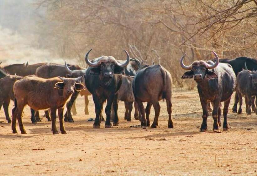 酒店 Zingela Nature Reserve  Baobab Tented Camp