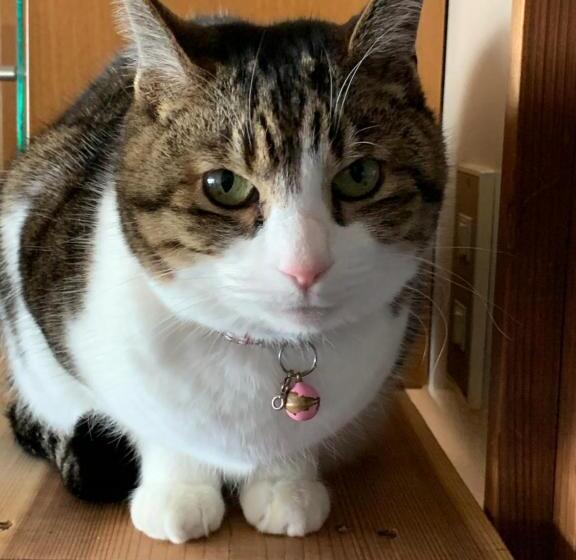 פנסיון Guest Cafe Kuchikumano