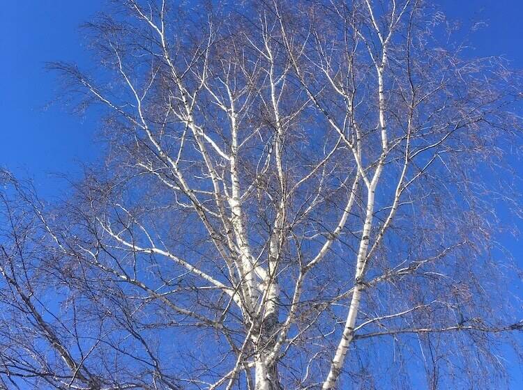 膳宿费 Villa Sofia