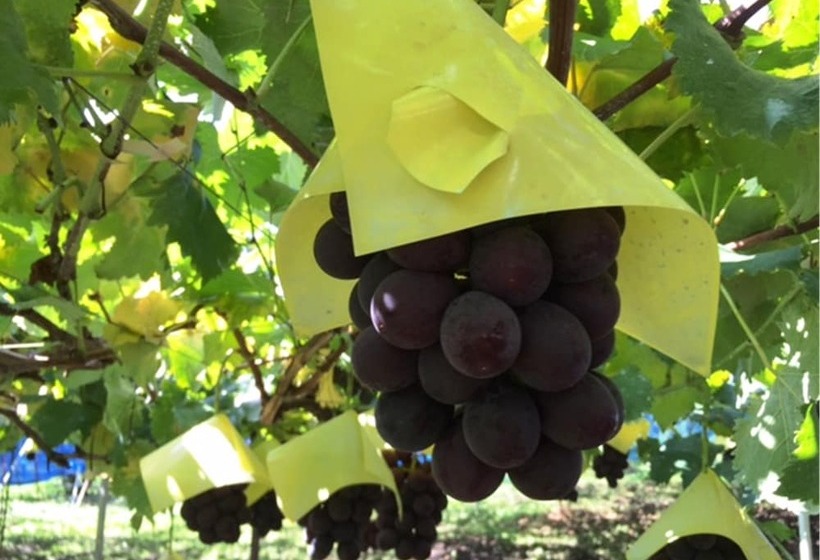 Petit Hotel Paddington House