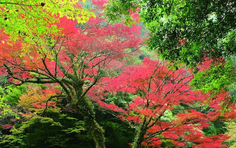 ريوكان Nemunohana