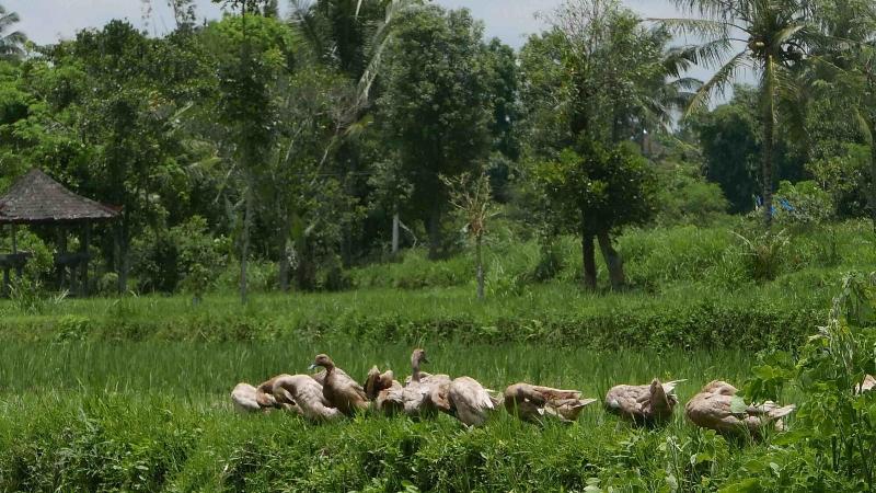 مبيت وإفطار Cahaya Tetebatu Inn