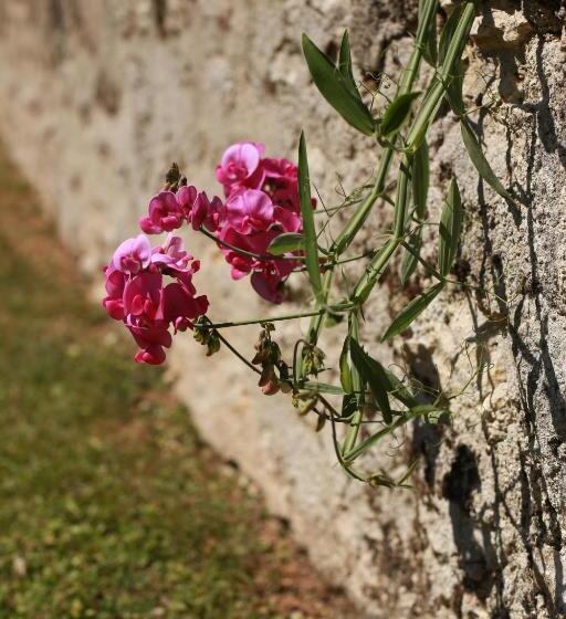 צימר Les Reves De Flamboin