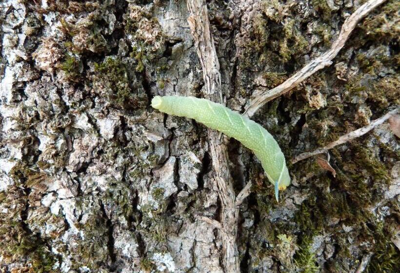 צימר Les Reves De Flamboin