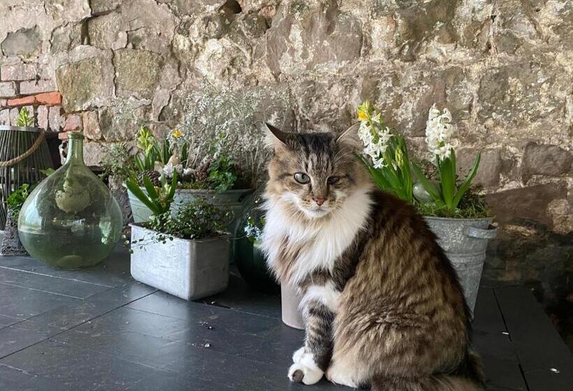 צימר Maison D Hôtes La Rose Laitière