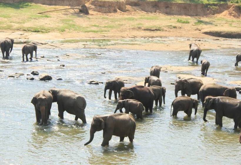 فندق Bogala Village Eco Resort