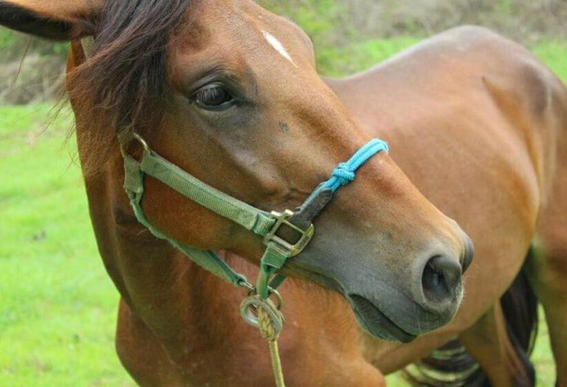 בית מלון כפרי Casita Taylor Gran Pacifica Resort