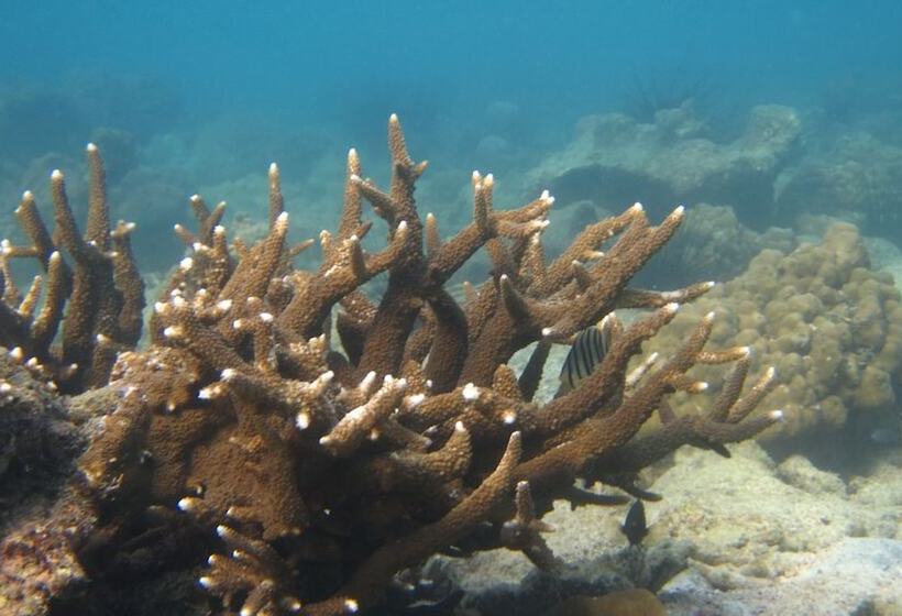 فندق Mantakiri Island Resort Private Island