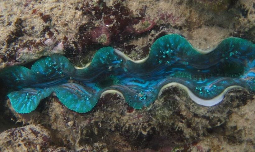 فندق Mantakiri Island Resort Private Island