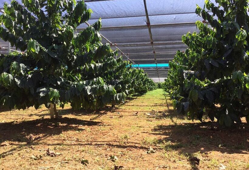 Matayoshi Coffee Farm