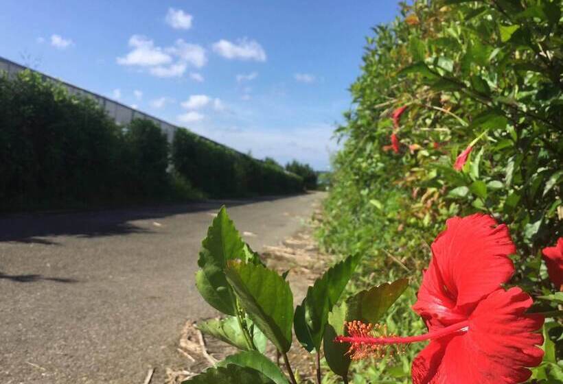 Matayoshi Coffee Farm