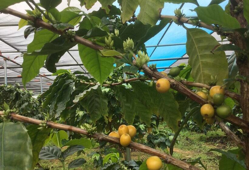 Matayoshi Coffee Farm