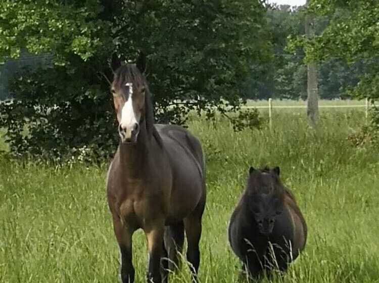 Пансион Les Crinieres En Brie