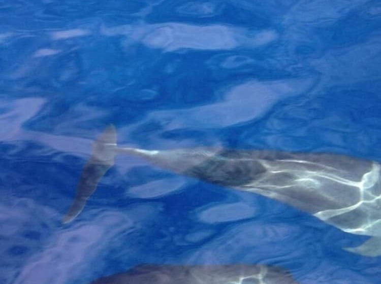 פנסיון Maleo Moyo Seaside Resort