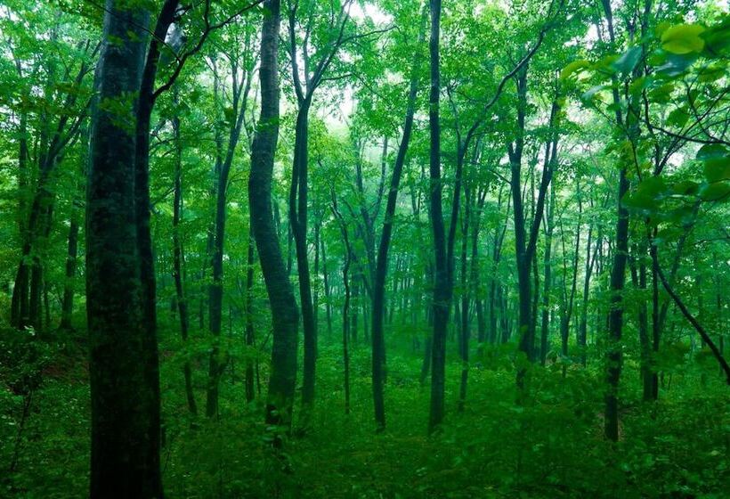 ריוקאן Bunano Sato Shirakamikan