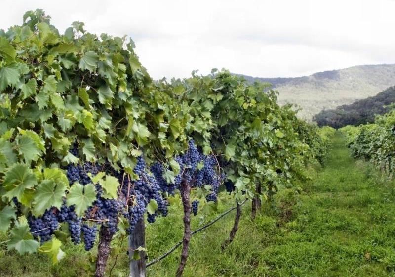 Ascella Organic Wine