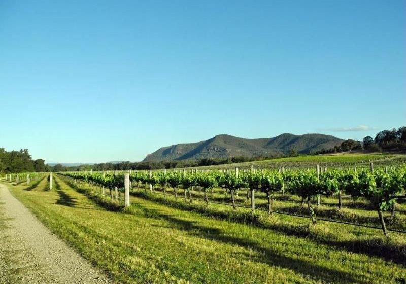 Ascella Organic Wine