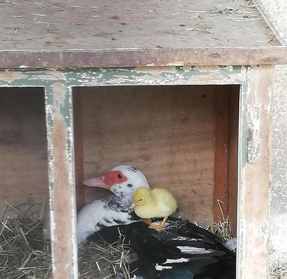 مبيت وإفطار Ferme Auberge à La Colline