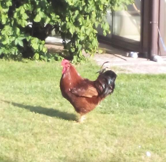 مبيت وإفطار Ferme Auberge à La Colline