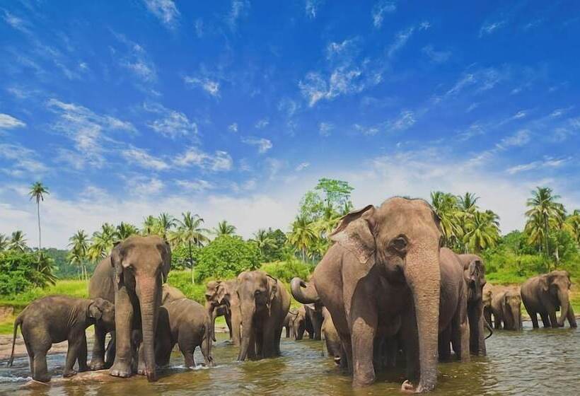 Green Tulip Hotel Kandy