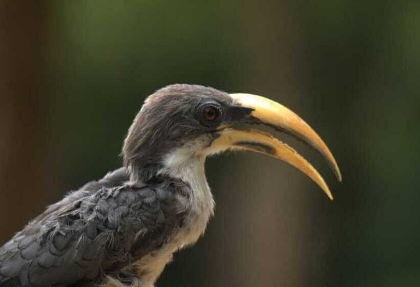 فندق Bandura Kalawana Rainforest Bungalow