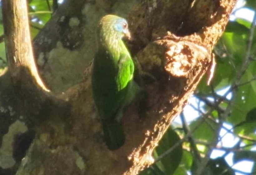 فندق Bandura Kalawana Rainforest Bungalow