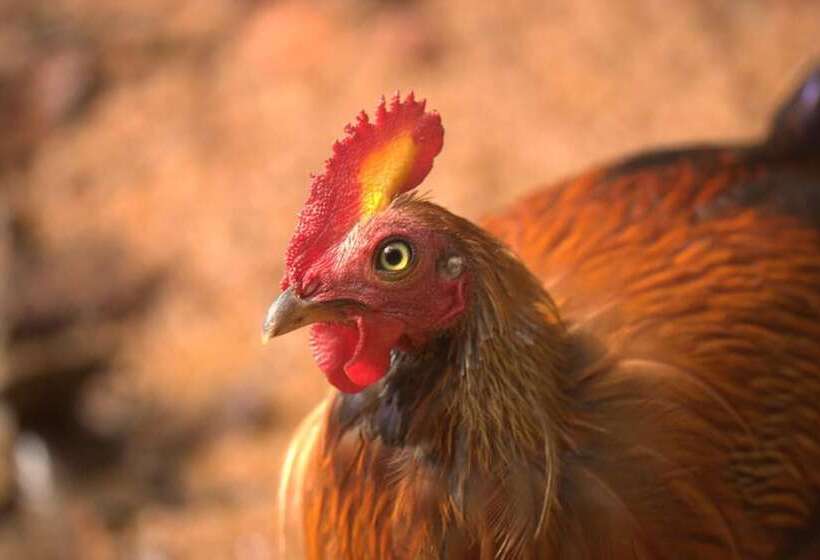 فندق Bandura Kalawana Rainforest Bungalow