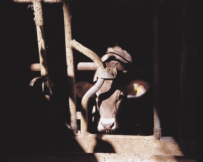 Сельский отель Agriturismo San Giuliano