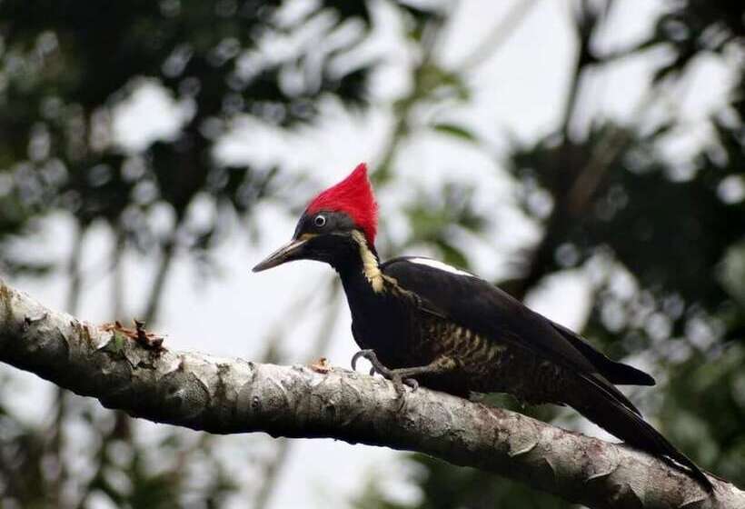 酒店 Santa Maria Volcano Lodge