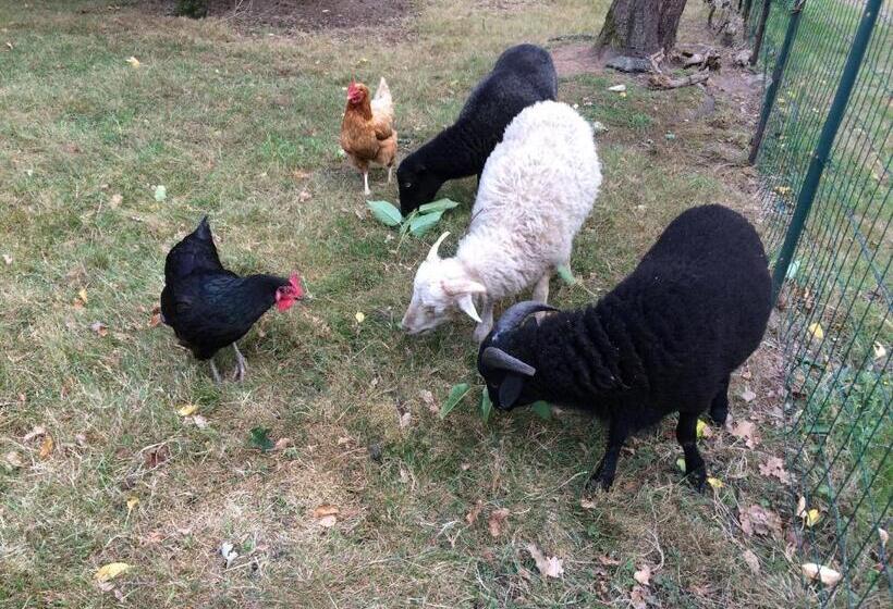 פנסיון Avel West