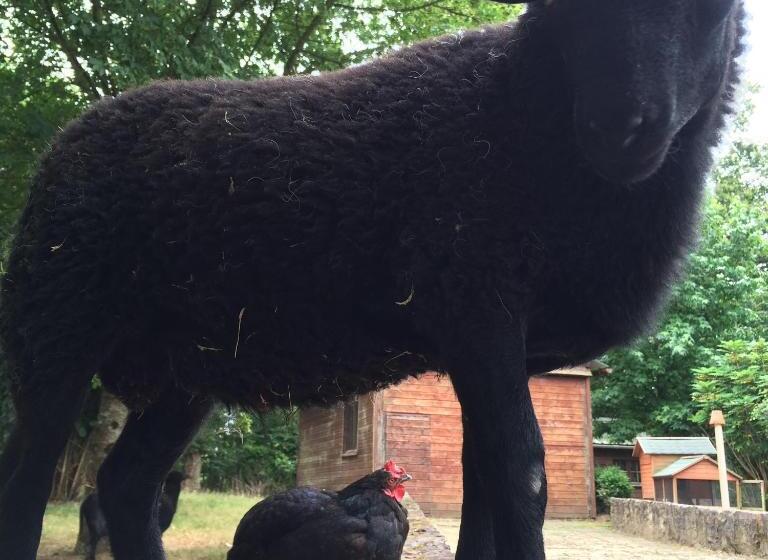 פנסיון Avel West