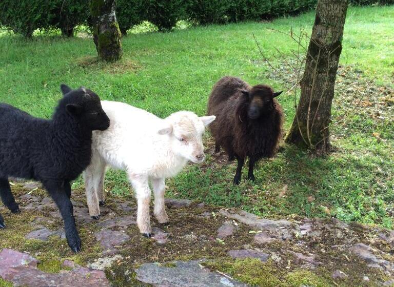 פנסיון Avel West