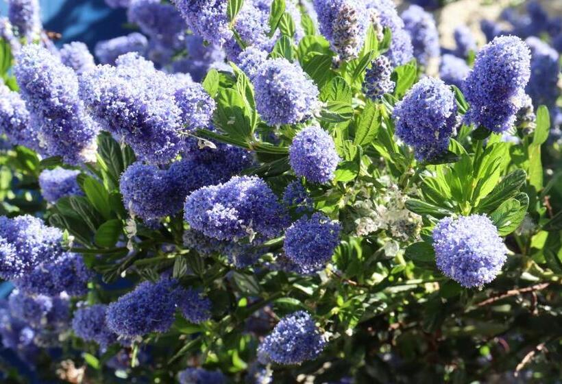 פנסיון La Petite Boire   Chambres D Hôtes Près D Angers