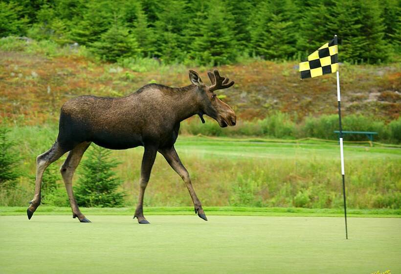 リゾートホテル The Wilds At Salmonier River