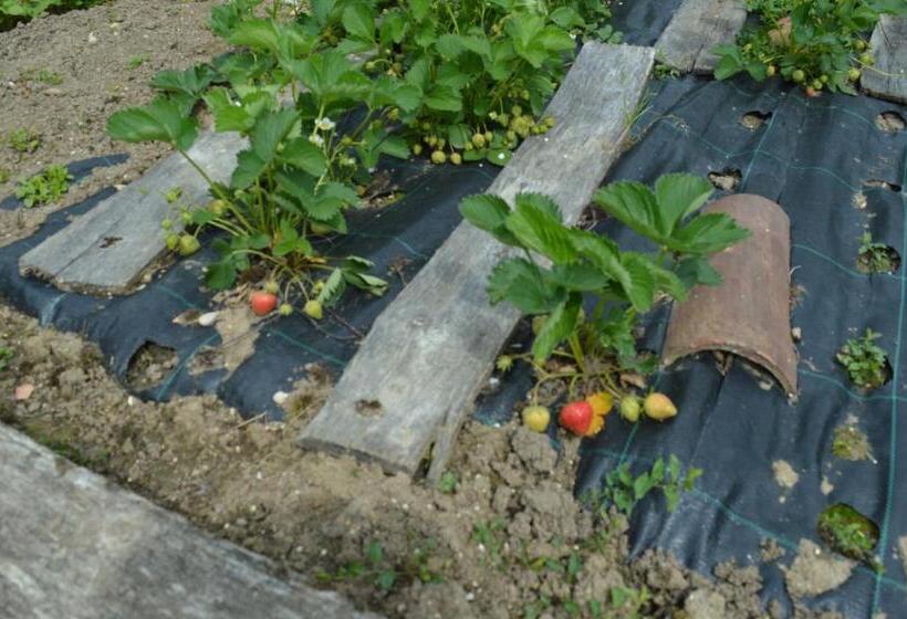 민박 Au Passage Des Grues