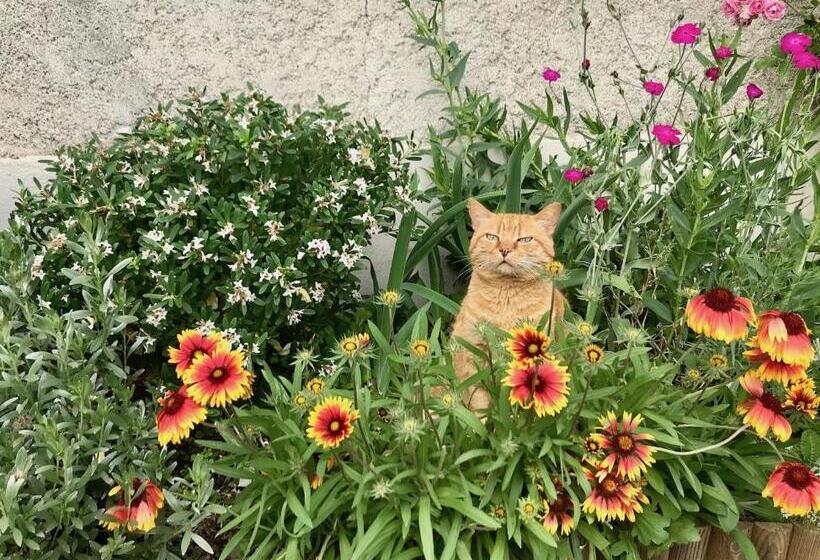 مبيت وإفطار L'estancat