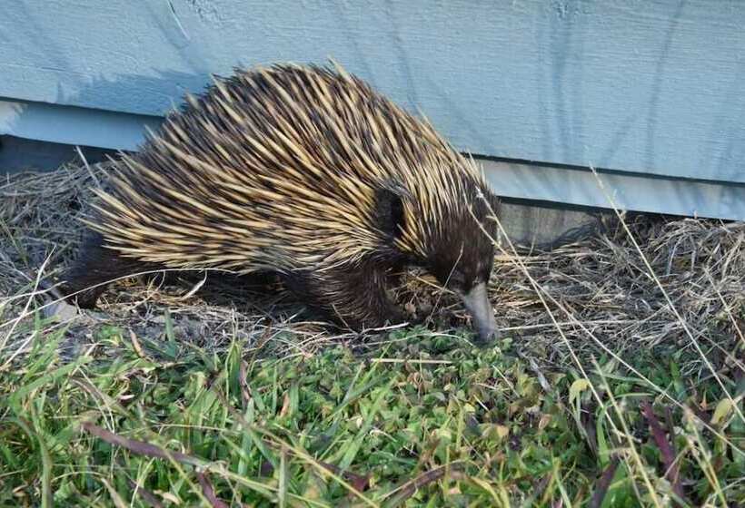 Bluegums Cabins Barrington Tops
