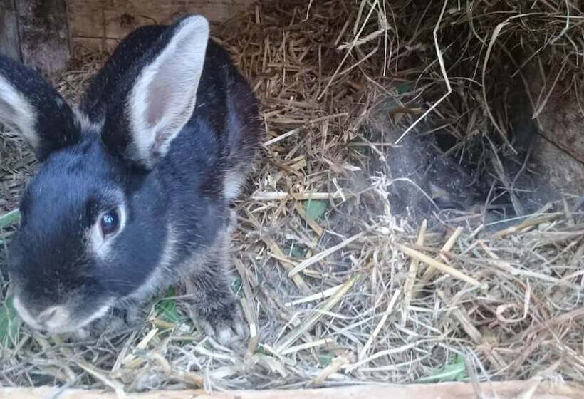 فندق Ferienwohnung Brunow In Der Natur Zuhause