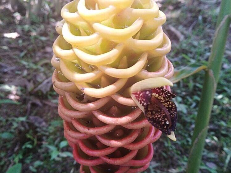 호텔 Tierralinda Finca Cottage