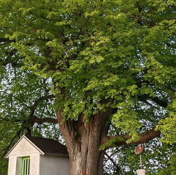 בית מלון כפרי Vintíř