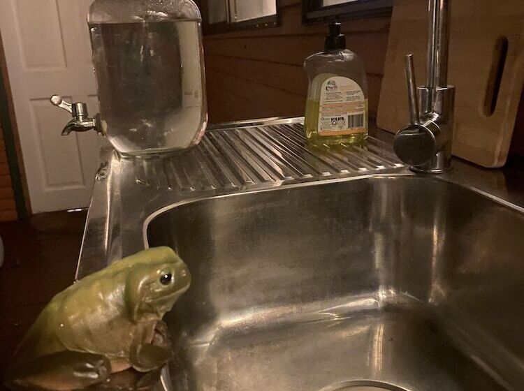 Nimbin Waterfall Retreat