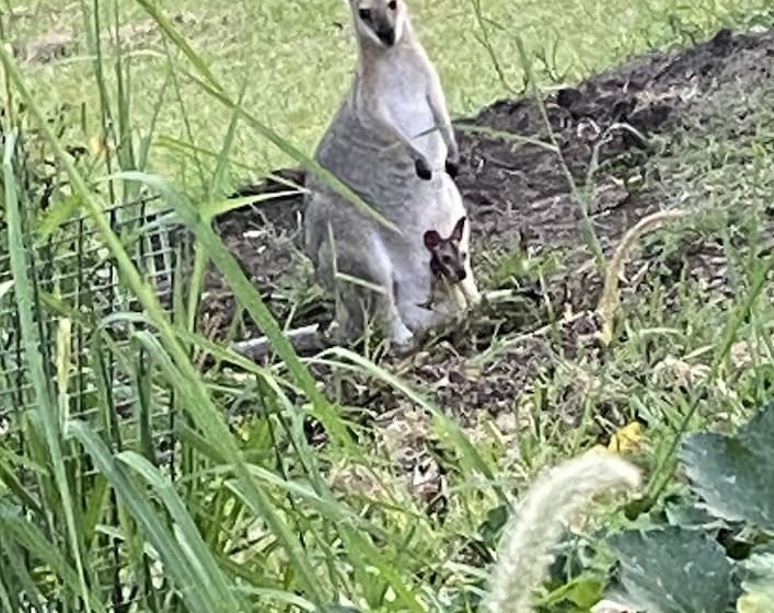 Nimbin Waterfall Retreat