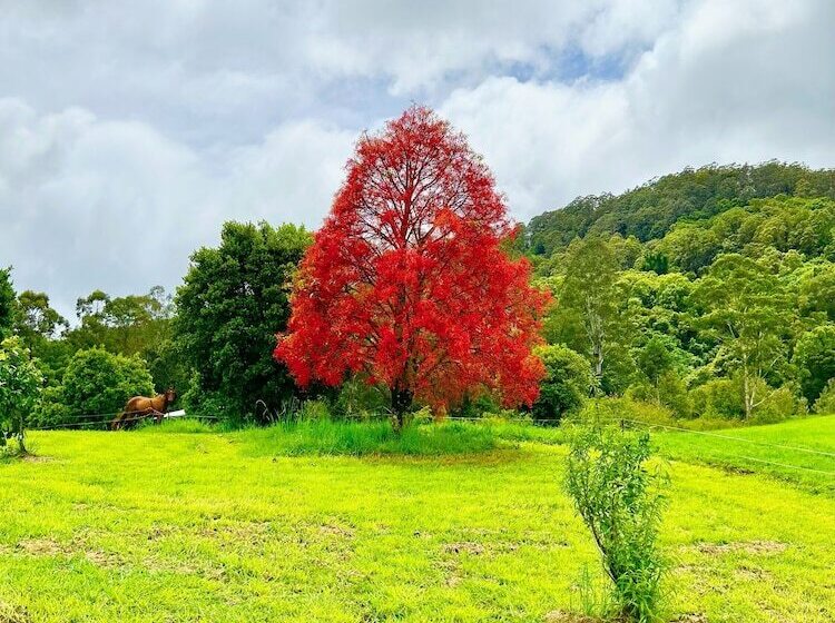 Nimbin Waterfall Retreat