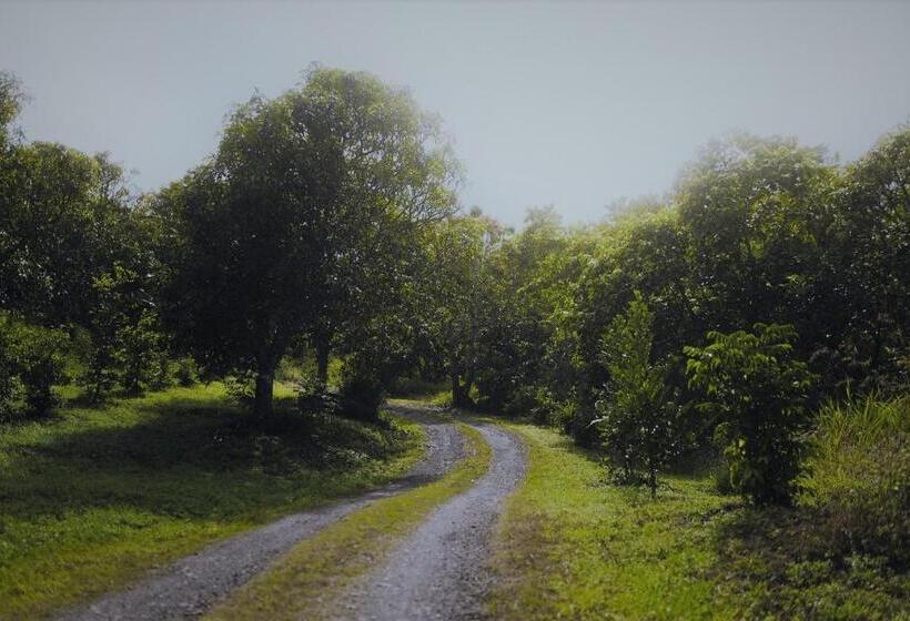 Palm Grove Rainforest Retreat