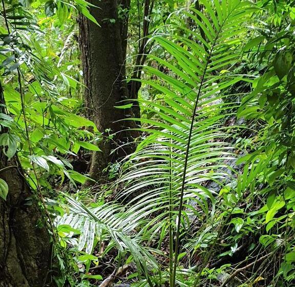 Palm Grove Rainforest Retreat
