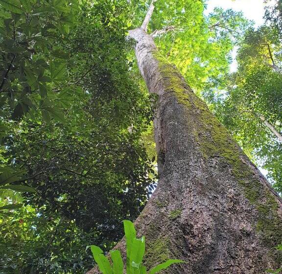 Palm Grove Rainforest Retreat