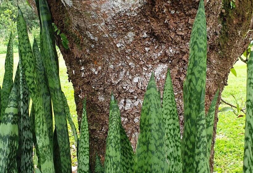 Palm Grove Rainforest Retreat